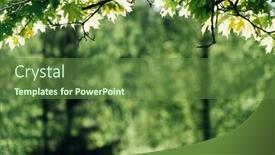  Presentation with maple leaves - PPT theme having maple-leaves-on-the-branch background and a tawny brown colored foreground