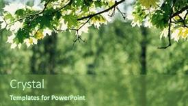  Presentation with maple leaves - Presentation design featuring maple-leaves-on-the-branch background and a tawny brown colored foreground