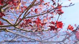  Presentation with maple - 