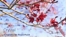  Presentation with maple leaves - 