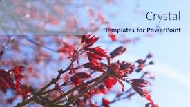  Presentation with maple leaves - 