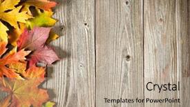  Presentation with maple leaf - Presentation theme having maple leaves over old wood background and a mint green colored foreground