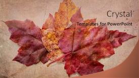  Presentation with subtle - Beautiful PPT theme featuring maple-leaves-with-autumn-color backdrop and a coral colored foreground