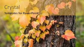  Presentation with maple leaves - Audience pleasing presentation theme consisting of maple leaves backdrop and a yellow colored foreground