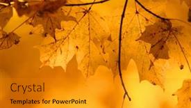  Presentation with maple leaves - Beautiful PPT layouts featuring maple leaves backdrop and a gray colored foreground