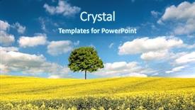  Presentation with rapeseed - Slide deck consisting of maple seed - rapeseed field and lone tree background and a  colored foreground