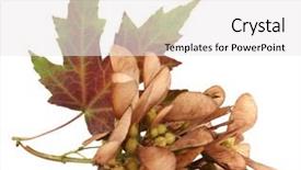  Presentation with maple leaf - Amazing slide set having maple seed and autumn leaf backdrop and a white colored foreground