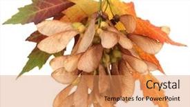  Presentation with maple leaves - Amazing slide deck having maple seed and autumn leaves backdrop and a coral colored foreground