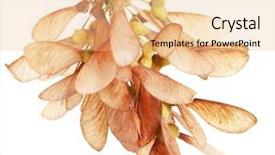  Presentation with maple - Beautiful presentation theme featuring maple seed isolated on white backdrop and a  colored foreground