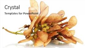  Presentation with maple - Cool new presentation theme with maple seed isolated on white backdrop and a  colored foreground