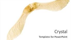  Presentation with maple - Amazing theme having maple seed isolated on white backdrop and a  colored foreground