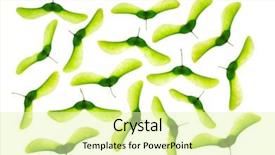  Presentation with frames isolated on white brown - Beautiful PPT theme featuring maple seeds isolated on white backdrop and a  colored foreground