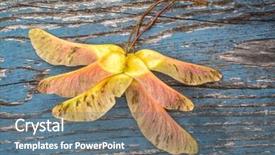  Presentation with maple - Beautiful slides featuring maple seeds on a rustic backdrop and a gray colored foreground