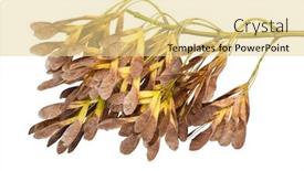  Presentation with maple - Audience pleasing slide set consisting of maple-seeds-on-white-background backdrop and a blonde colored foreground