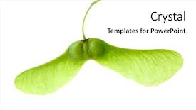  Presentation with octopus on isolated white - Presentation theme enhanced with maple seeds on white background background and a  colored foreground