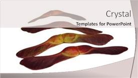  Presentation with maple - Theme with maple seeds on white background background and a lemonade colored foreground