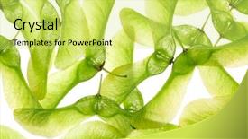  Presentation with maple - Amazing slides having maple seeds randomly positioned backdrop and a  colored foreground