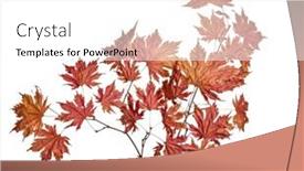  Presentation with maple leaves - Slide set enhanced with maple-tree-branch-with-bright background and a white colored foreground