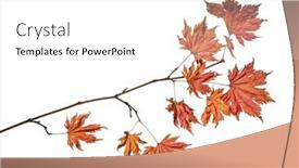  Presentation with banana stem tree and leaf - PPT layouts enhanced with maple-tree-branch-with-bright background and a white colored foreground