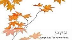  Presentation with maple leaves - PPT theme with maple-tree-branch-with-bright background and a white colored foreground