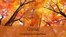  Presentation with maple - Presentation design consisting of maple tree in autumn background and a gold colored foreground