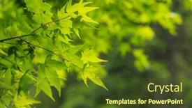  Presentation with maple - 