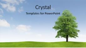  Presentation with srping tree - Beautiful presentation theme featuring blue case study key on keyboard backdrop and a gray colored foreground.