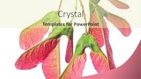  Presentation with maple - Presentation design featuring maple tree red samaras isolated on white background background and a soft green colored foreground