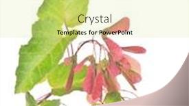  Presentation with green maple leaves - Presentation design with maple tree red samaras and green leaves isolated on white background background and a blonde colored foreground