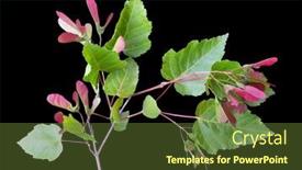  Presentation with green maple leaves - Presentation theme featuring maple-tree-red-samaras background and a tawny brown colored foreground