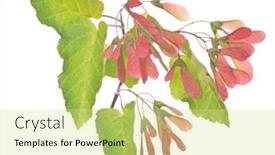  Presentation with green maple leaves - Theme enhanced with maple-tree-red-samaras background and a soft green colored foreground