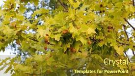  Presentation with green maple leaves - 