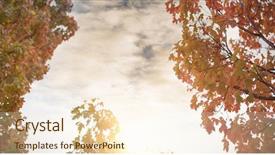  Presentation with low angle view of fictitious - Presentation featuring maple trees against the sky background and a  colored foreground