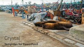  Presentation with lions - 