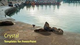  Presentation with lions - 