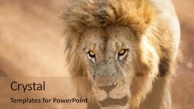  Presentation with lion - PPT theme featuring mara closeup front on portrait background and a coral colored foreground
