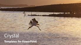  Presentation with flight - Presentation theme enhanced with marabou-in-flight-on-mountains background and a coral colored foreground