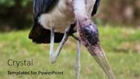 Presentation with africa - Beautiful presentation featuring marabou-stork-bird-in-tanzania backdrop and a mint green colored foreground