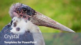  Presentation with africa - PPT theme consisting of marabou-stork-close-up-portrait background and a ocean colored foreground