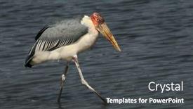  Presentation with safari - Colorful presentation theme enhanced with marabou-stork-in-the-lake backdrop and a dark gray colored foreground