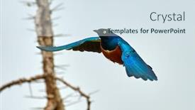  Presentation with natural - PPT layouts featuring marabou-stork-leptoptilos-crumenifer background and a sky blue colored foreground