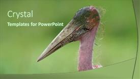  Presentation with natural - Presentation theme consisting of marabou-stork-leptoptilos-crumenifer background and a tawny brown colored foreground