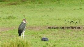  Presentation with waiting - Slide set consisting of marabou-stork-leptoptilos-crumeniferus-standing background and a yellow colored foreground