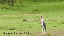 Presentation with waiting - Beautiful slide deck featuring marabou-stork-leptoptilos-crumeniferus-standing backdrop and a yellow colored foreground