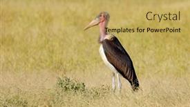  Presentation with national - Presentation theme consisting of marabou-stork-leptoptilos-crumeniferus-standing background and a yellow colored foreground