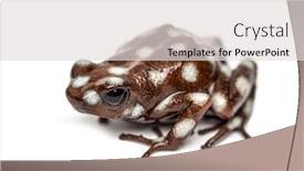  Presentation with poison - Cool new PPT theme with maranon-poison-frog-excidobates-mysteriosus backdrop and a light gray colored foreground