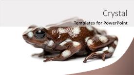  Presentation with poison - Slide set consisting of maranon-poison-frog-excidobates-mysteriosus background and a light gray colored foreground