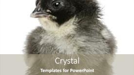  Presentation with chick - Beautiful presentation featuring marans-chick-15-hours-old backdrop and a gray colored foreground
