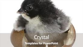  Presentation with chick - Cool new presentation theme with marans chick 15 hours old standing in the egg from which he hatched out against white background backdrop and a violet colored foreground