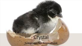  Presentation with chick - Beautiful presentation featuring marans chick 15 hours old standing next to the egg from which he hatched out against white background backdrop and a coral colored foreground